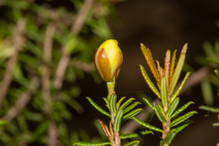 Hibbertia intermedia