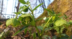 Helleborus viridis