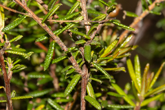 Hibbertia intermedia