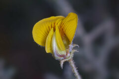 Adesmia miraflorensis