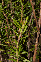 Hibbertia intermedia