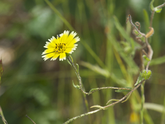 Layia gaillardioides