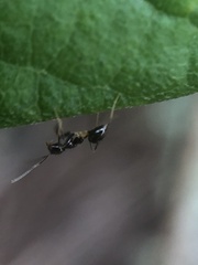 Nylanderia steinheili