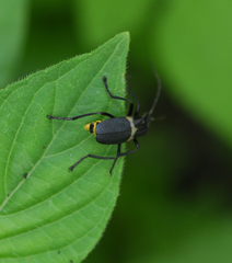 Chauliognathus tripartitus