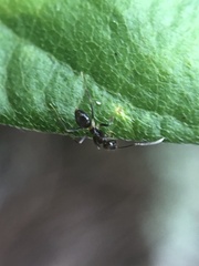 Nylanderia steinheili