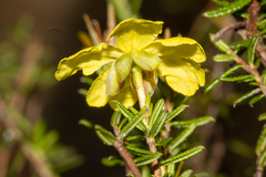 Hibbertia intermedia