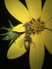Apis mellifera