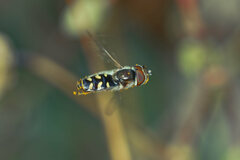 Austroscaeva melanostoma