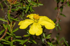 Hibbertia intermedia