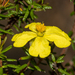 Hibbertia intermedia - Photo 由 Tim Hammer 所上傳的 (c) Tim Hammer，保留部份權利CC BY