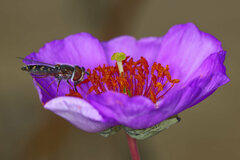 Austroscaeva melanostoma