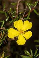 Hibbertia intermedia