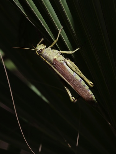 Obscure Bird Grasshopper