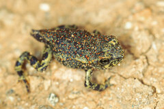 Rhinella atacamensis