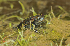 Rhinella atacamensis