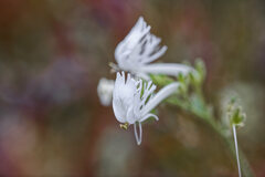 Schizanthus integrifolius