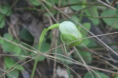 Pterostylis nutans