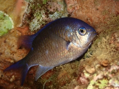 Chromis atripectoralis