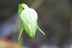 Pterostylis nutans