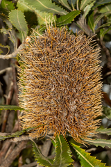 Banksia serrata