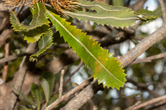 Banksia serrata