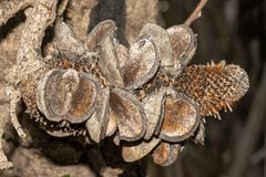 Banksia serrata