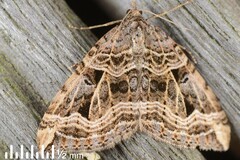 Xanthorhoe semifissata