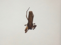 Micrathena