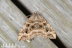 Xanthorhoe semifissata