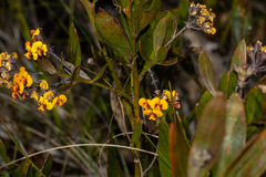 Daviesia corymbosa