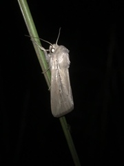 Leucania phragmitidicola