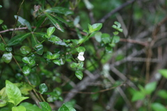 Isoglossa ciliata