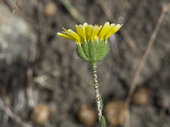 Layia gaillardioides