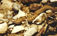 Vipera aspis zinnikeri