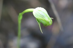 Pterostylis nutans