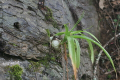 Albuca bracteata