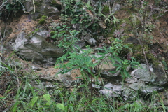 Euphorbia kraussiana