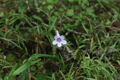 Streptocarpus rexii