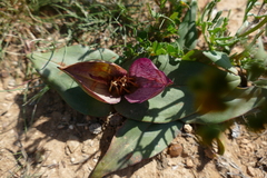 Colchicum coloratum