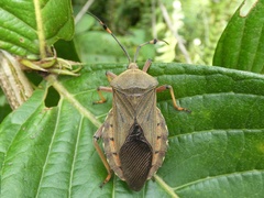Pachylis laticornis