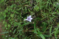 Streptocarpus rexii