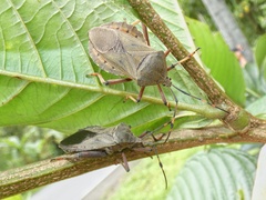 Pachylis laticornis