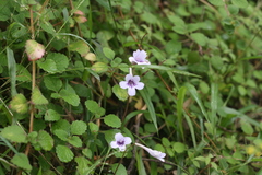 Streptocarpus rexii