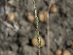 Layia gaillardioides
