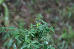 Euphorbia kraussiana