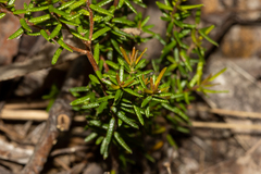 Hibbertia intermedia