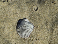 Argopecten ventricosus