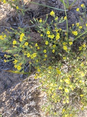 Croptilon divaricatum