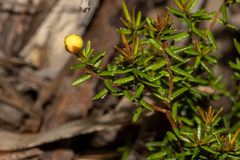 Hibbertia intermedia