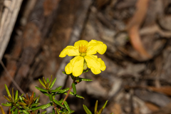Hibbertia intermedia